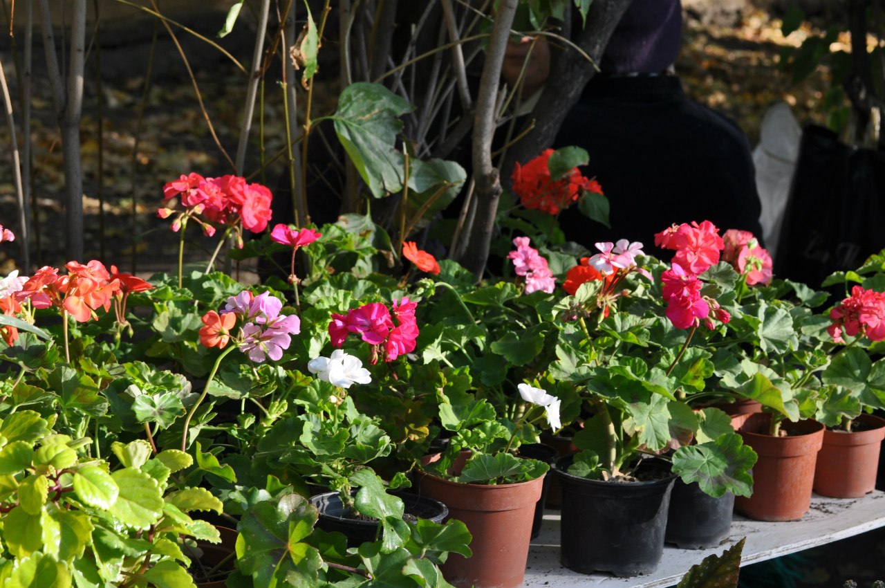 Выставка «Феерия цветов»