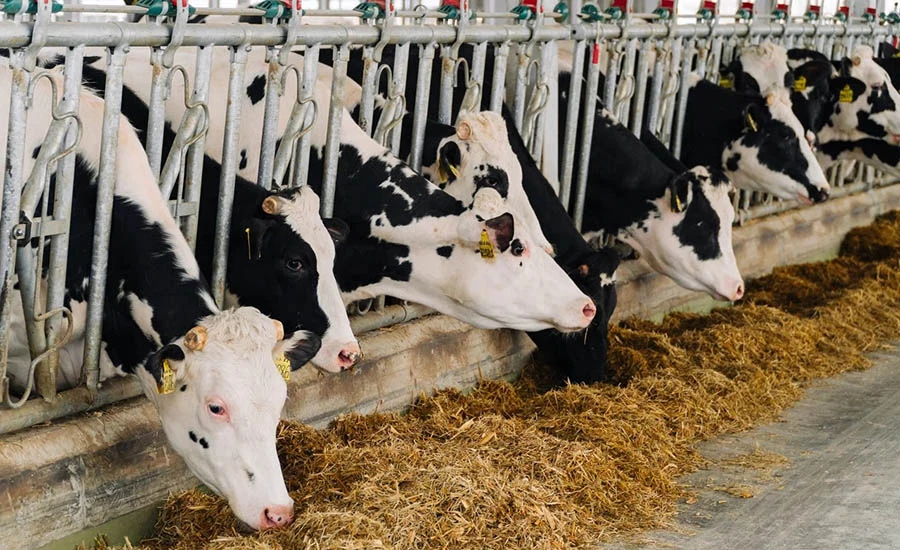 В ростовском агрохолдинге среднегодовые надои с одной коровы превысили 16 тонн