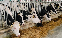 В ростовском агрохолдинге среднегодовые надои с одной коровы превысили 16 тонн