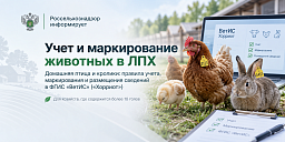 Россельхознадзор по Ростовской области разъяснил правила учёта домашней птицы в личных хозяйствах